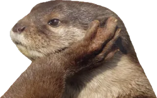 ☎ Wydra, Zwierzę, Ssaki, Dzikie zwierzęta telegram sticker