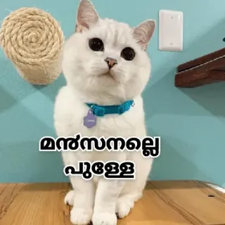 🙂 മൺസനല്ലെ പൂളള kat, dier, schattig, huisdier telegram sticker
