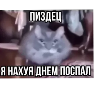 🤩 ПИЗДЕЦ
Я НАХУЯ ДНЕМ ПОСПАЛ kucing, rusia, menyinggung, teks, hewan, meme telegram sticker