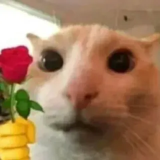 🌷 gatto, rosa, animale, carino, animale domestico, amore, fiore, romantico telegram sticker