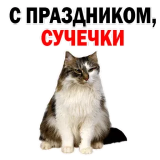 😍 С ПРАЗДНИКОМ, СУЧЕЧКИ gato, animal, engraçado, ofensivo whatsapp sticker
