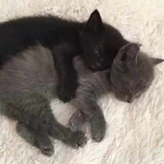 🤗 子猫, 猫, 動物, 睡眠, 可愛い, ペット telegram sticker