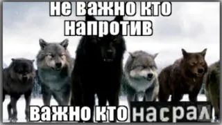 😡 НЕ ВАЖНО КТО НАПРОТИВ ВАЖНО КТО НАСРАЛ Wölfe, Gruppe, Wolfsrudel, Tiere, Meme telegram sticker
