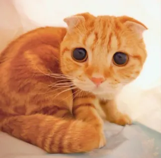 😞 kucing, anak kucing, hewan peliharaan, binatang, imut, kucing domestik, felin, oranye telegram sticker