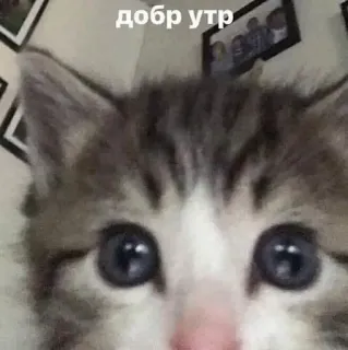 😃 добр YTP 고양이, 새끼 고양이, 귀여운, 좋은 아침, добр YTP telegram sticker