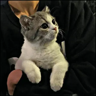 🐾 Katze, Kätzchen, Tier, süß, Haustier, Hauskatze telegram sticker