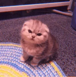 🧁 kot, kociak, zwierzę, zwierzę domowe, słodki, scottish fold, kot domowy telegram sticker