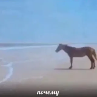 ❓ почему Pferd, Strand, Tier, Meer, Natur telegram sticker