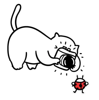 📸 chat, photographie, appareil photo, coccinelle, animal, dessin animé, mignon, autocollant telegram sticker