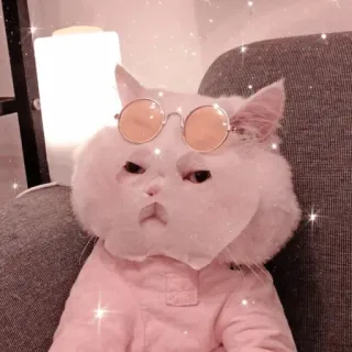 🐱 고양이, 안경, 귀여운, 동물, 애완 동물, 패션, 스타일 telegram sticker