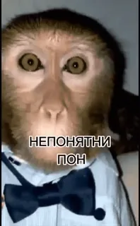 🤨 НЕПОНЯТНИ ПОН scimmia, abito, papillon, divertente telegram sticker