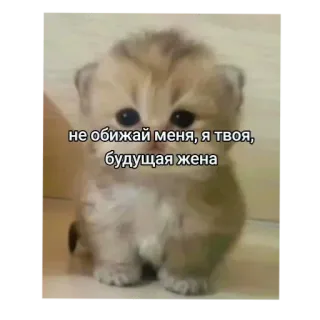 🤲 не обижай меня, я твоя, будущая жена telegram sticker