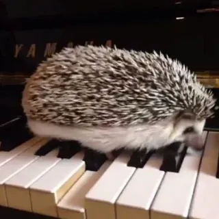 🦔 riccio, pianoforte, yamaha, animale, tastiera whatsapp sticker
