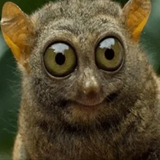 🐀 társio, primata, animal, fofo, olhos grandes, vida selvagem telegram sticker