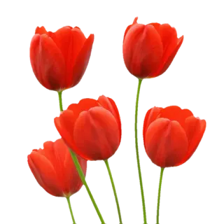 🌹 Blumen, Tulpen, Rot, Natur, Frühling, Blumenmuster telegram sticker