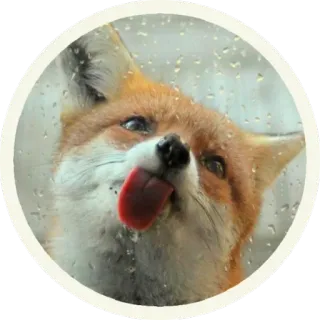 😛 vos, dier, regen, likken, raam telegram sticker