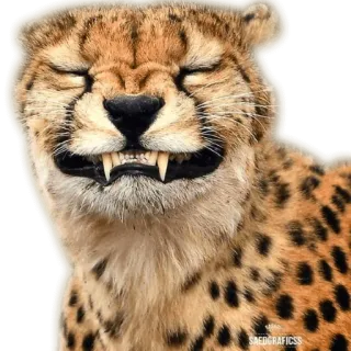 🤐 cheetah, animal, wildlife, cat, mammal, spotted, feline whatsapp sticker
