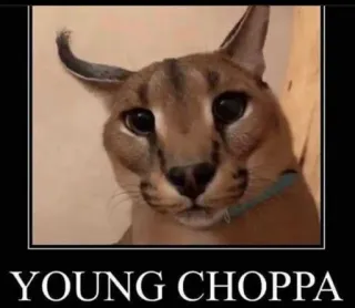🐱 YOUNG CHOPPA Katze, Meme, Floppa, Jung, Choppa telegram sticker