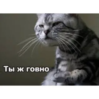 😤 Ты ж говно gatto, offensivo, russo, animale, meme whatsapp sticker