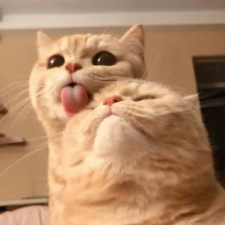 😺 gato, lambendo, engraçado, fofo, animal whatsapp sticker