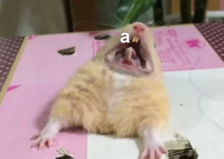 😱 a hámster, roedor, animal, bostezando, lindo, gracioso whatsapp sticker
