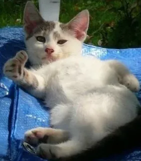 👍 gatto, animale, pollice su, divertente, meme, positivo telegram sticker