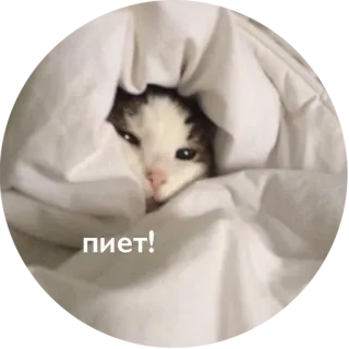👋 пиет! kat, deken, schattig, dier whatsapp sticker
