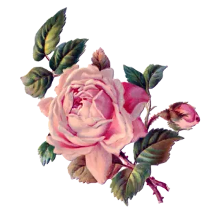 🌹 rosa, fiore, rosa, floreale, bouquet, pianta, giardino whatsapp sticker