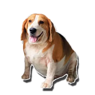 😜 perro, beagle, animal, mascota, lindo, mamífero, animal doméstico telegram sticker