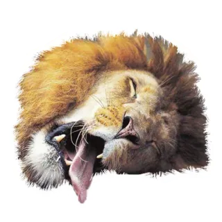 🥵 лев, животное, млекопитающее, дикая природа, кошка, король telegram sticker