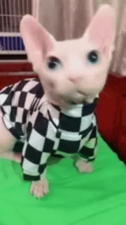 🐈 gatto, sphynx, senza pelo, animale, animale domestico telegram sticker
