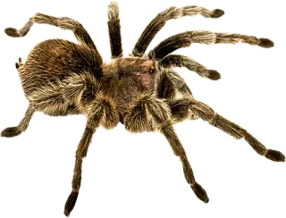 🕷 spin, vogelspin, arachnide, dier, insect, natuur telegram sticker