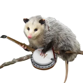😟 Opossum, Banjo, Tier, Musik, Süß, Lustig whatsapp sticker