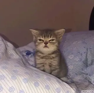 😡 猫, 子猫, 眠い, かわいい, ペット, 動物 telegram sticker