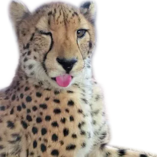 😜 cheetah, animal, mammal, cute, wink, tongue whatsapp sticker