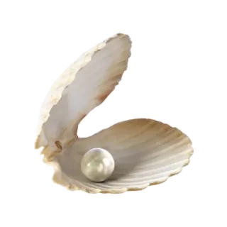 🐚 conchiglia, perla, mare, oceano, gioielli, natura telegram sticker