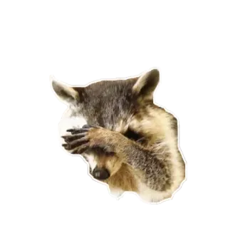 🤦‍♀️ Waschbär, Tier, süß, Facepalm, peinlich telegram sticker