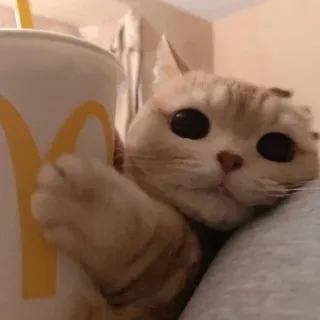 ❄ 猫, マクドナルド, 飲み物, かわいい, 動物, ペット telegram sticker