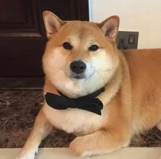 ❤️ dog, shiba inu, bowtie, pet, animal, cute telegram sticker