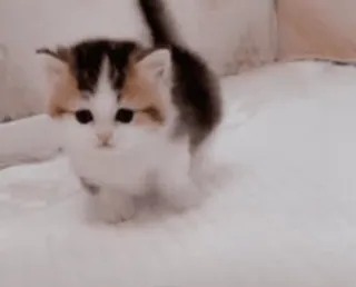 ☺ Kätzchen, Katze, Tier, niedlich, Haustier whatsapp sticker