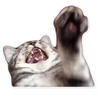 🤣 chat, félin, animal, animal de compagnie, agressif, en colère, sifflement telegram sticker