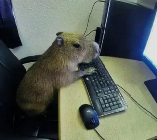 👨‍💻 Capybara, Ordinateur, Dactylographie, Rongeant, Clavier whatsapp sticker