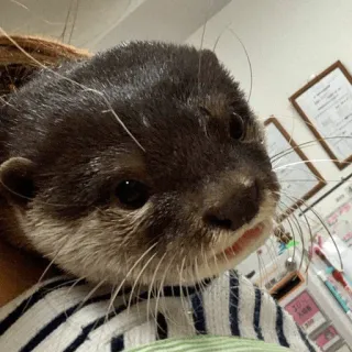 🤭 loutre, animal, mignon, mammifère, faune, adorable telegram sticker