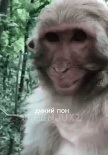 🐵 дикий пон Affe, Menschenaffe, Tier, Wald telegram sticker