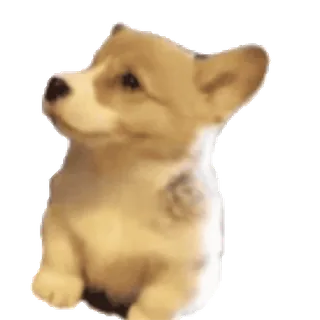 🐺 perro, corgi, cachorro, lindo, animal telegram sticker