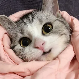 ☺️ кот, котенок, милый, животное, плед, пуррито, очаровательный, питомец telegram sticker