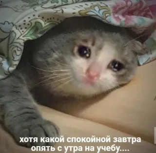 ✨ хотя какой спокойной завтра опять с утра на учебу.... Katze, traurig, weinend, Bett, Tier telegram sticker