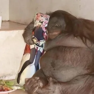 😳 Orang-outan, Animal, Poupée, Animé, Oreiller, Primate telegram sticker