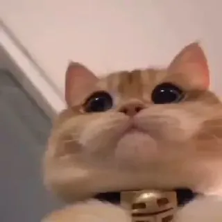 🕯 cat, kitten, pet, animal, cute, orange cat, collar whatsapp sticker