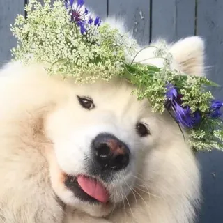 ❤️ Hund, Samojede, Blumenkranz, süß, Haustier, Tier telegram sticker